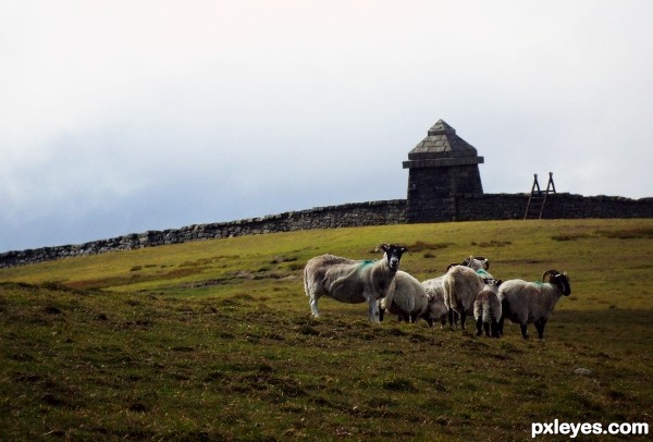 Grazing goats